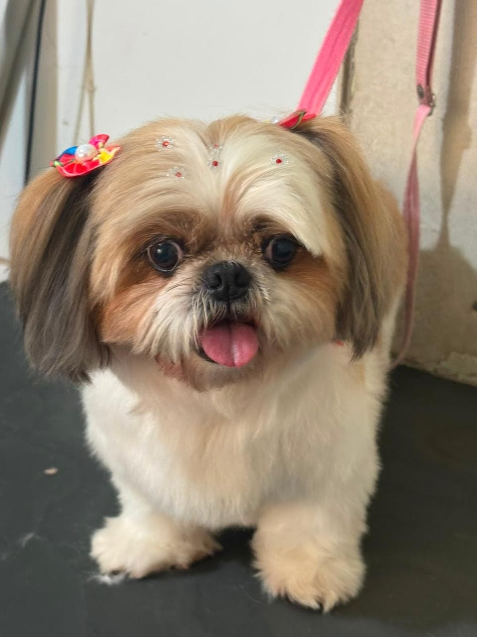 Shih Tzu com presilhas rosa após banho e tosa