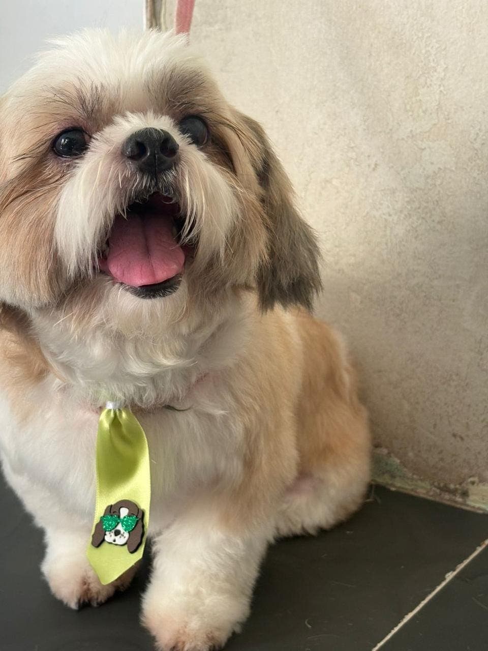 Cão após o cuidado na Animal Care