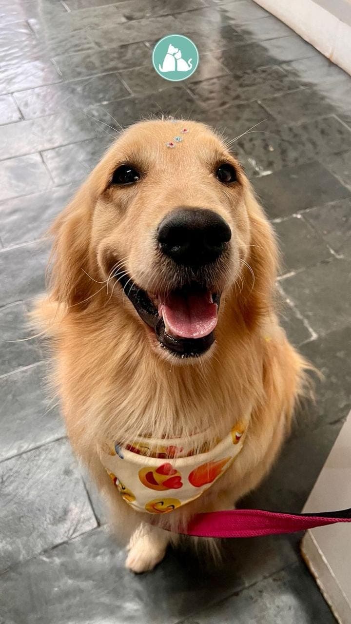 Golden Retriever com bandana após banho e tosa