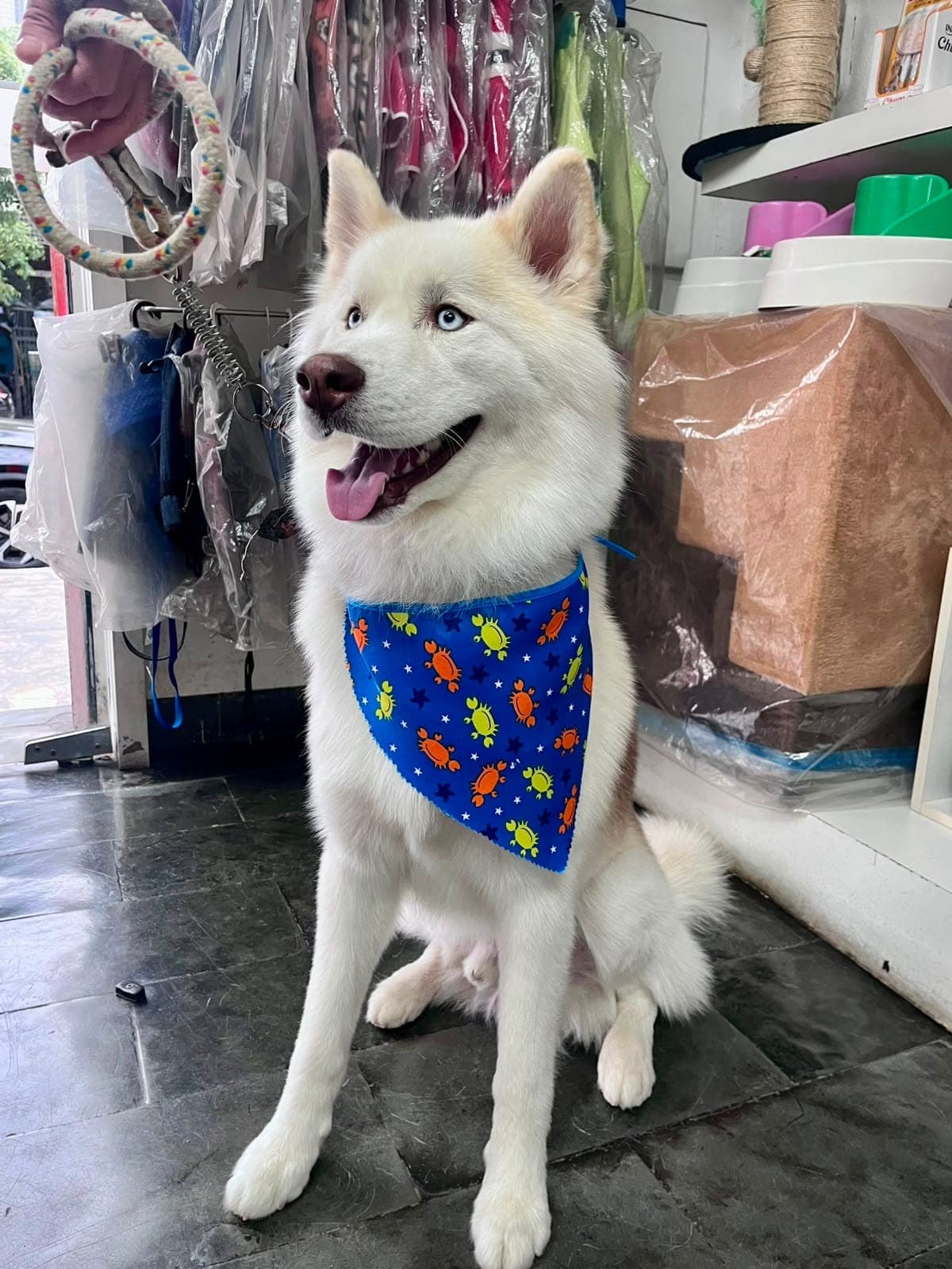 Cão cliente da Animal Care