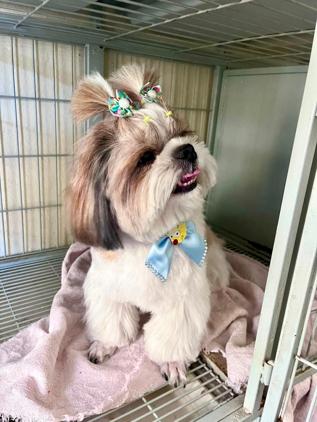 Tutor com seu pet na Animal Care