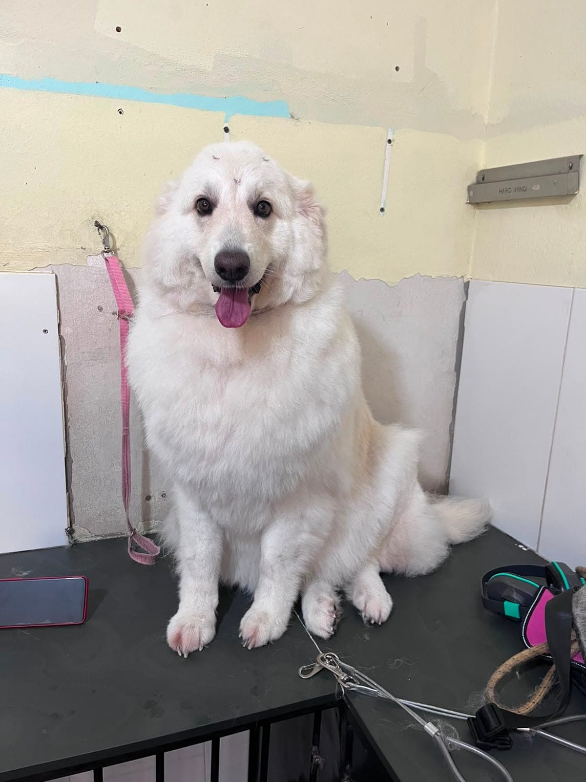 Pet atendido na Animal Care