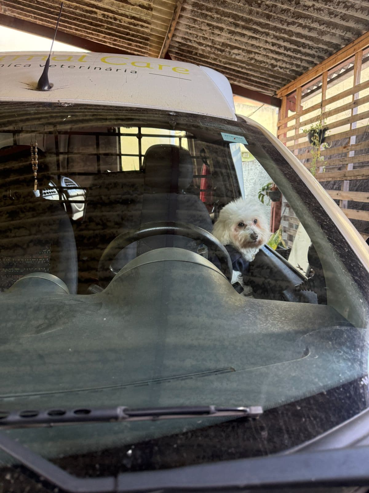 Carro de transporte pet da Animal Care para levar e buscar o pet
